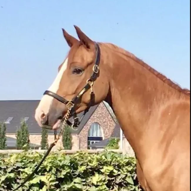 Iron Man de l’Aube