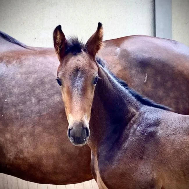 Orlando Bloom de l’Aube