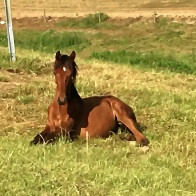 Magnum Opus de l’Aube