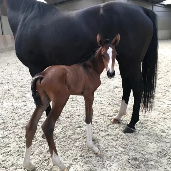 Million Dollar de l’Aube