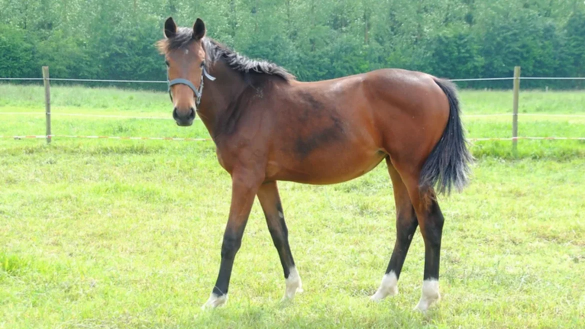 Mademoiselle Marmalade de l’Aube