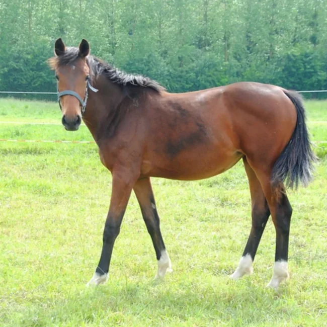 Mademoiselle Marmalade de l’Aube