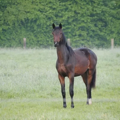 Miss MoneyPenny de l’Aube