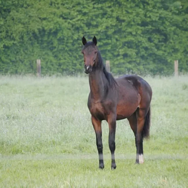 Miss MoneyPenny de l’Aube