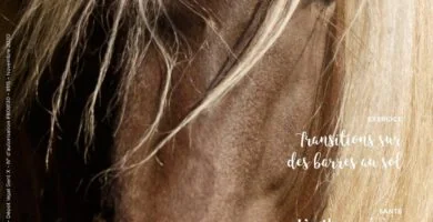 Press article – Equimag November 2020